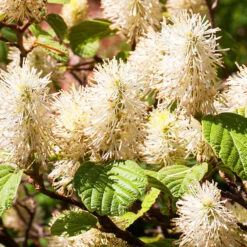 Mount Airy Fothergilla -The Tree Center Store Mt Airy Fothergilla 4 600x600 1