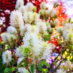 Mount Airy Fothergilla -The Tree Center Store Mt Airy Fothergilla 5 600x600 1