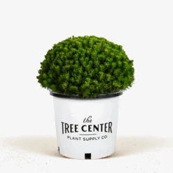 Mugo Pine -The Tree Center Store Mugo Pine 5G 01 600x600 1
