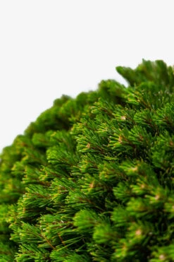 Mugo Pine -The Tree Center Store Mugo Pine 5G 02 600x900 1