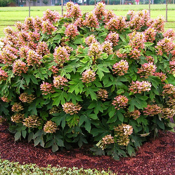 Munchkin Oakleaf Hydrangea 1 Munchkin Oakleaf Hydrangea