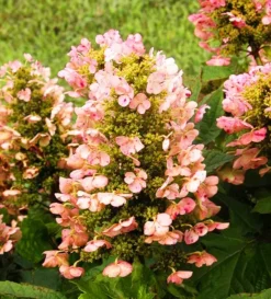 Munchkin Oakleaf Hydrangea 5 Munchkin Oakleaf Hydrangea -The Tree Center Store Munchkin Oakleaf Hydrangea 2 jpg webp