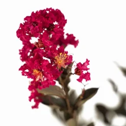 Mystic Magenta Black Diamond Crape Myrtle 8 Mystic Magenta Black Diamond Crape Myrtle -The Tree Center Store Mystic Magenta Black Diamond Crape Myrtle 7G 03 copy 600x600 1