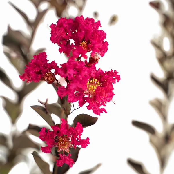Mystic Magenta Black Diamond Crape Myrtle 6 Mystic Magenta Black Diamond Crape Myrtle - Image 6