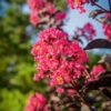 Mystic Magenta Black Diamond Crape Myrtle