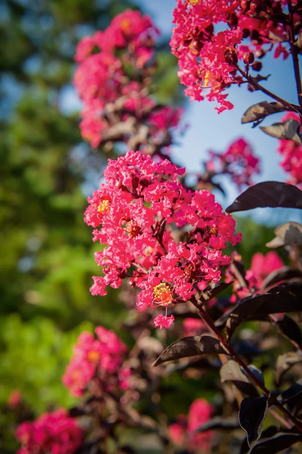 Mystic Magenta Black Diamond Crape Myrtle 1 Mystic Magenta Black Diamond Crape Myrtle