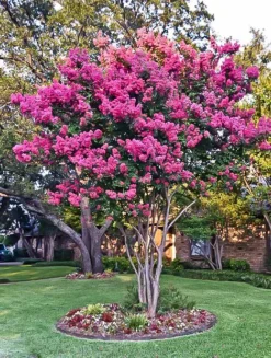Mystic Magenta Black Diamond Crape Myrtle 10 Mystic Magenta Black Diamond Crape Myrtle -The Tree Center Store Mystic Magenta Crape Myrtle 3.jpg jpg webp