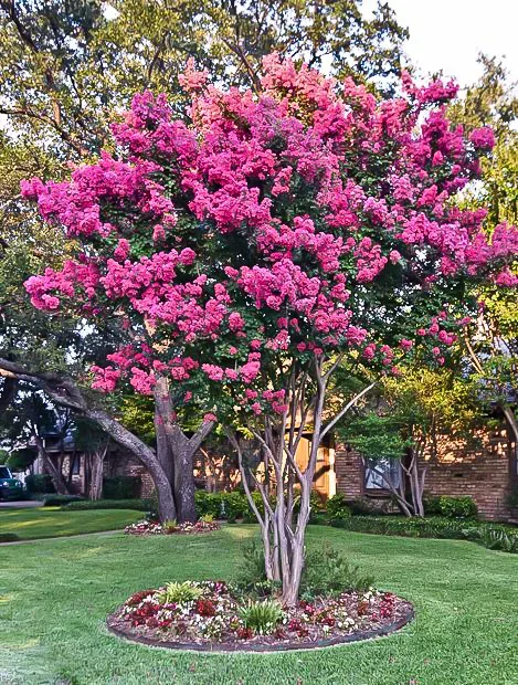 Mystic Magenta Black Diamond Crape Myrtle 5 Mystic Magenta Black Diamond Crape Myrtle - Image 5