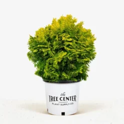 Nana Lutea Dwarf Hinoki Cypress -The Tree Center Store Nana Lutea Dwarf Hinoki Cypress 3G 01 jpg 600x600 1
