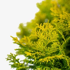Nana Lutea Dwarf Hinoki Cypress -The Tree Center Store Nana Lutea Dwarf Hinoki Cypress 3G 04 600x600 1