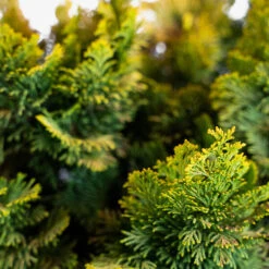 Nana Lutea Dwarf Hinoki Cypress - Tree Form -The Tree Center Store Nana Lutea Dwarf Hinoki Cypress 5G 03 copy 600x600 1