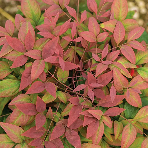 Blush Pink™ Nandina 5 Blush Pink™ Nandina - Image 5