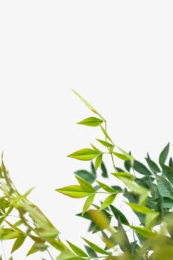 Nandina Domestica Heavenly Bamboo