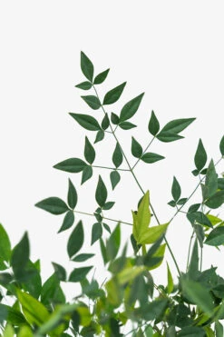 Nandina Domestica Heavenly Bamboo -The Tree Center Store Nandina Domestica Heavenly Bamboo 3G 05 600x900 1