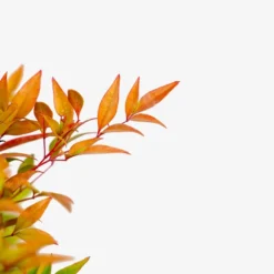 Moon Bay Nandina -The Tree Center Store Nandina Moon Bay 3G 02 600x600 1