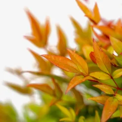 Moon Bay Nandina -The Tree Center Store Nandina Moon Bay 3G 04 600x600 1