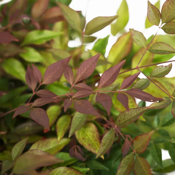 Obsession Nandina 7 Obsession Nandina - Image 7