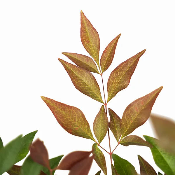 Obsession Nandina 4 Obsession Nandina - Image 4