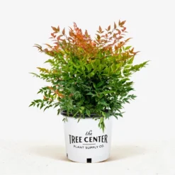 Tuscan Flame Nandina