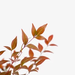 Tuscan Flame Nandina -The Tree Center Store Nandina Tuscan Flame 3G 02 600x600 1