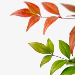 Tuscan Flame Nandina -The Tree Center Store Nandina Tuscan Flame 3G 03 600x600 1