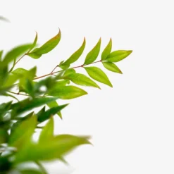 Tuscan Flame Nandina -The Tree Center Store Nandina Tuscan Flame 3G 04 600x600 1