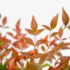 The Tree Center Store 20 The Tree Center Store -The Tree Center Store Nandina Tuscan Flame 3G 05 600x600 1