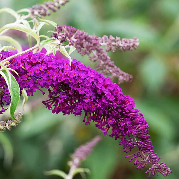 Nanho Purple Butterfly Bush 4 Nanho Purple Butterfly Bush - Image 4