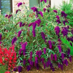 Nanho Purple Butterfly Bush 6 Nanho Purple Butterfly Bush -The Tree Center Store Nanho Purple Butterfly Bush 3 copy jpg webp