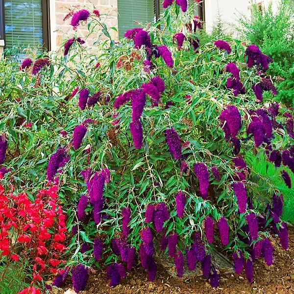 Nanho Purple Butterfly Bush 3 Nanho Purple Butterfly Bush - Image 3