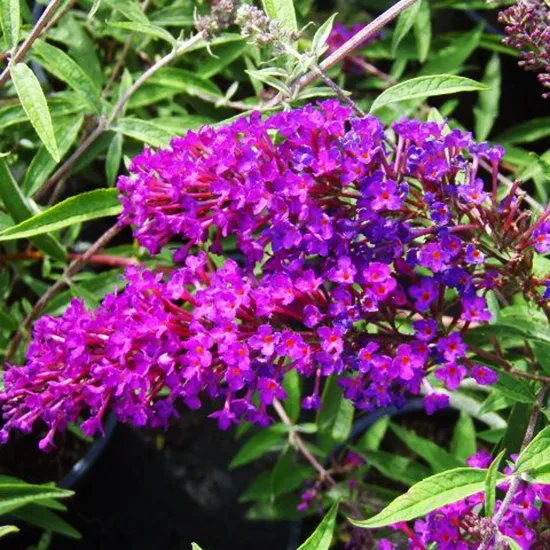 Nanho Purple Butterfly Bush 1 Nanho Purple Butterfly Bush
