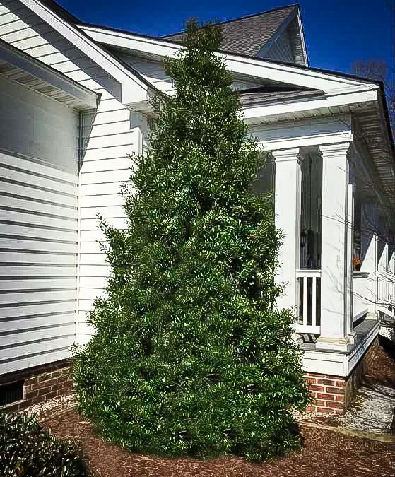 Nasa Holly 3 Nasa Holly - Image 3