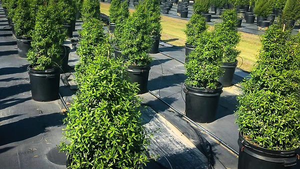 Nasa Holly 2 Nasa Holly - Image 2