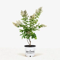 Natchez Crape Myrtle Tree 8 Natchez Crape Myrtle Tree -The Tree Center Store Natchez Crape Myrtle 7G 01 1 600x600 1