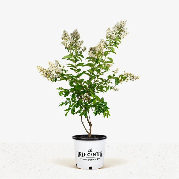 Natchez Crape Myrtle Tree 4 Natchez Crape Myrtle Tree - Image 4