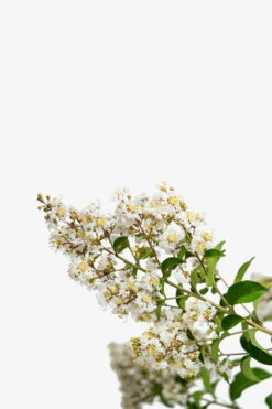 Natchez Crape Myrtle Tree 9 Natchez Crape Myrtle Tree -The Tree Center Store Natchez Crape Myrtle 7G 03 600x900 1