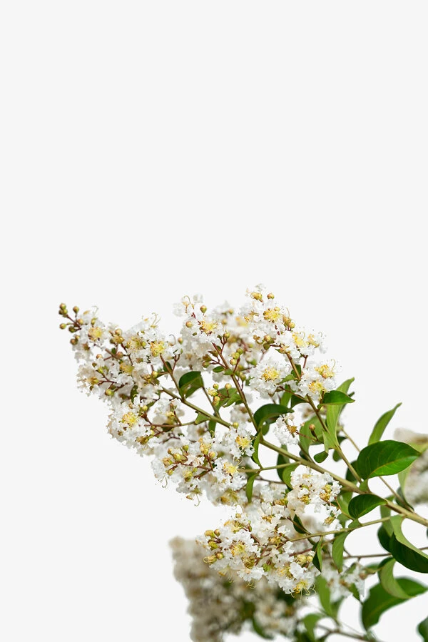 Natchez Crape Myrtle Tree 5 Natchez Crape Myrtle Tree - Image 5