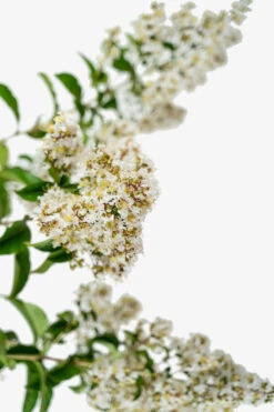 Natchez Crape Myrtle Tree 7 Natchez Crape Myrtle Tree -The Tree Center Store Natchez Crape Myrtle 7G 04 600x900 1