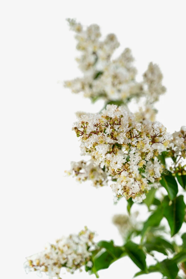 Natchez Crape Myrtle Tree 1 Natchez Crape Myrtle Tree