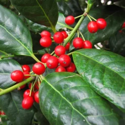 Nellie Stevens Holly -The Tree Center Store Nellie Stevens Holly 2 copy jpg