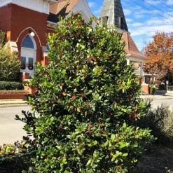 Nellie Stevens Holly