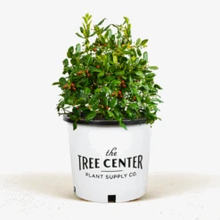 Nellie Stevens Holly -The Tree Center Store Nellie Stevens Holly 5G 01 600x600 1