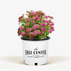 Neon Flash Spirea -The Tree Center Store Neon Flash Spirea 3G 01 600x600 1