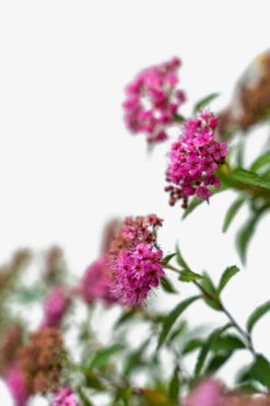 Neon Flash Spirea -The Tree Center Store Neon Flash Spirea 3G 02 600x900 1