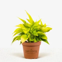 Neon Pothos -The Tree Center Store Neon Pathos 6in 01 2 jpg 600x600 1