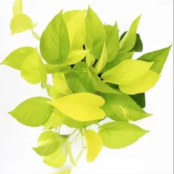 Neon Pothos