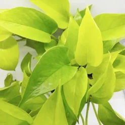 Neon Pothos -The Tree Center Store Neon Pothos 3 copy jpg webp