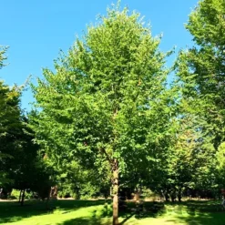 New Harmony Elm -The Tree Center Store New Harmony Elm 3 copy jpg webp