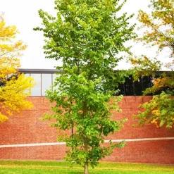 New Harmony American Elm