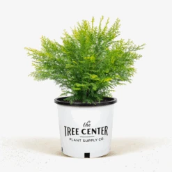 Night Light Hinoki Cypress -The Tree Center Store Night Light Hinoki Cypress 3G 01 600x600 1
